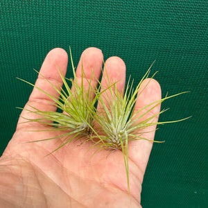 Tillandsia - utriculata