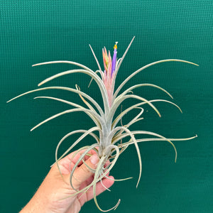 Tillandsia - Borumba