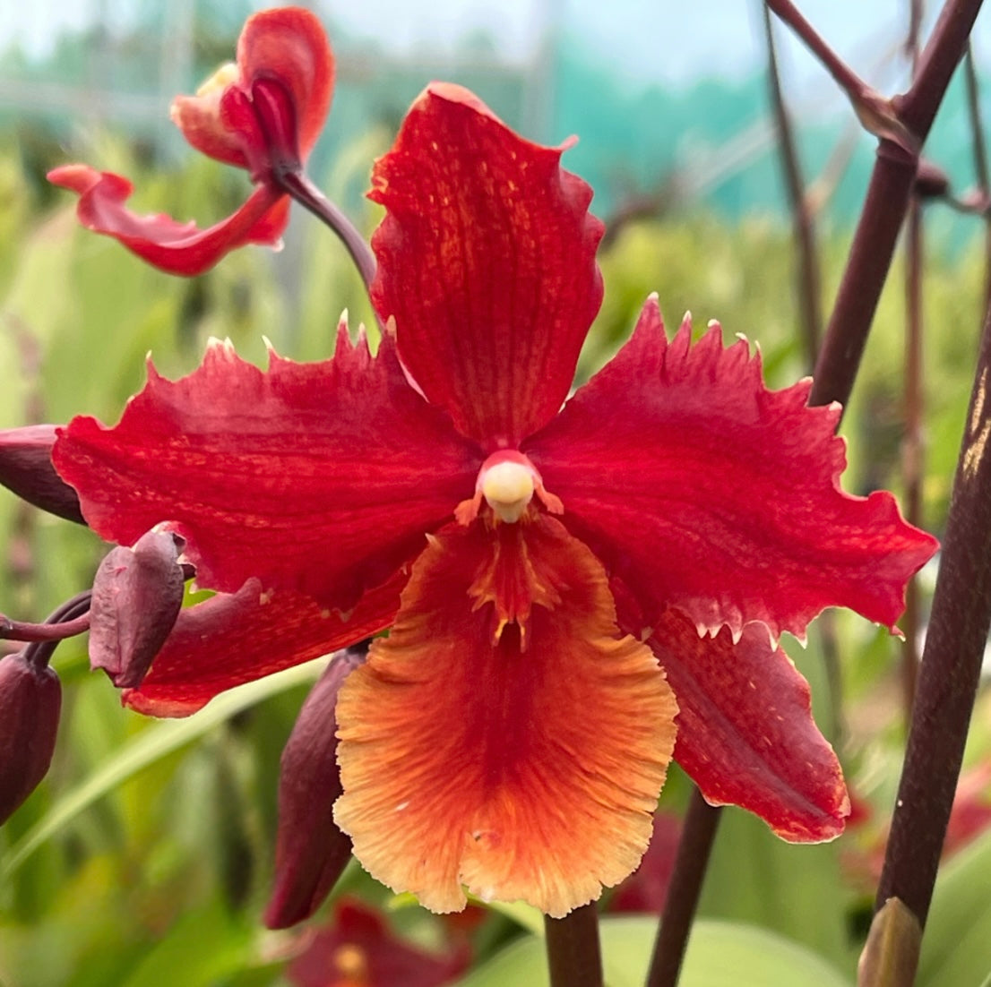 Wilsonara Passific Perspective ‘Pacific Heat’ NEW