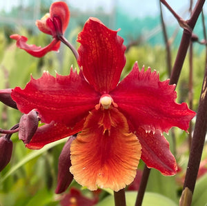 Wilsonara Passific Perspective ‘Pacific Heat’ NEW