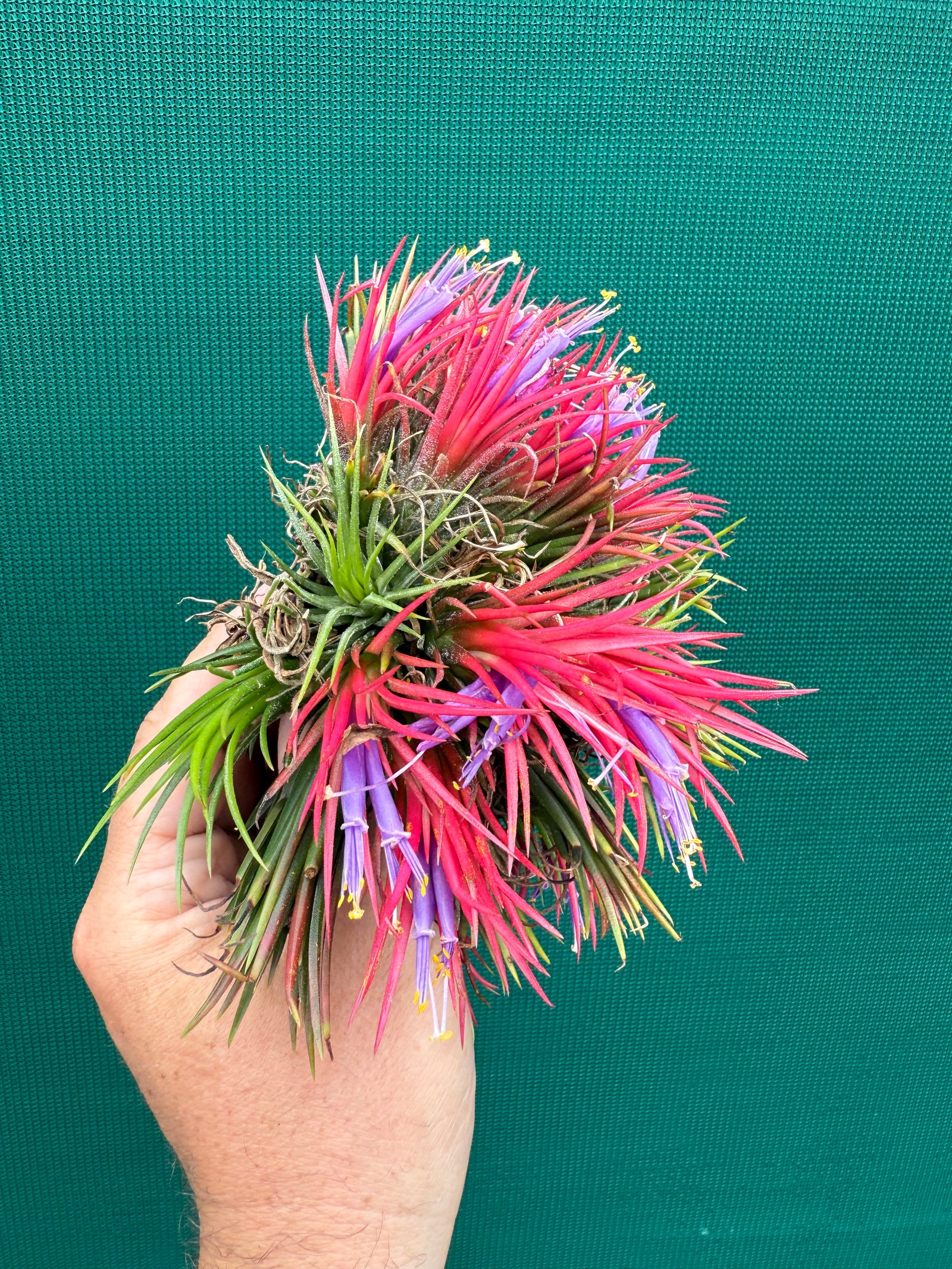 Tillandsia ionantha ‘Fuego’ ex. CL (Mature Clump)