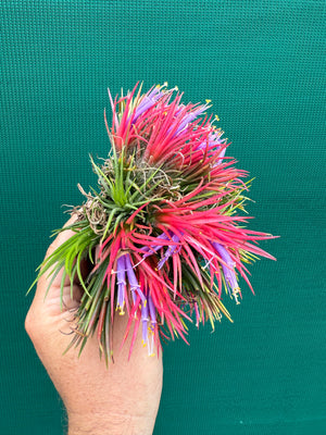 Tillandsia ionantha ‘Fuego’ ex. CL (Mature Clump)
