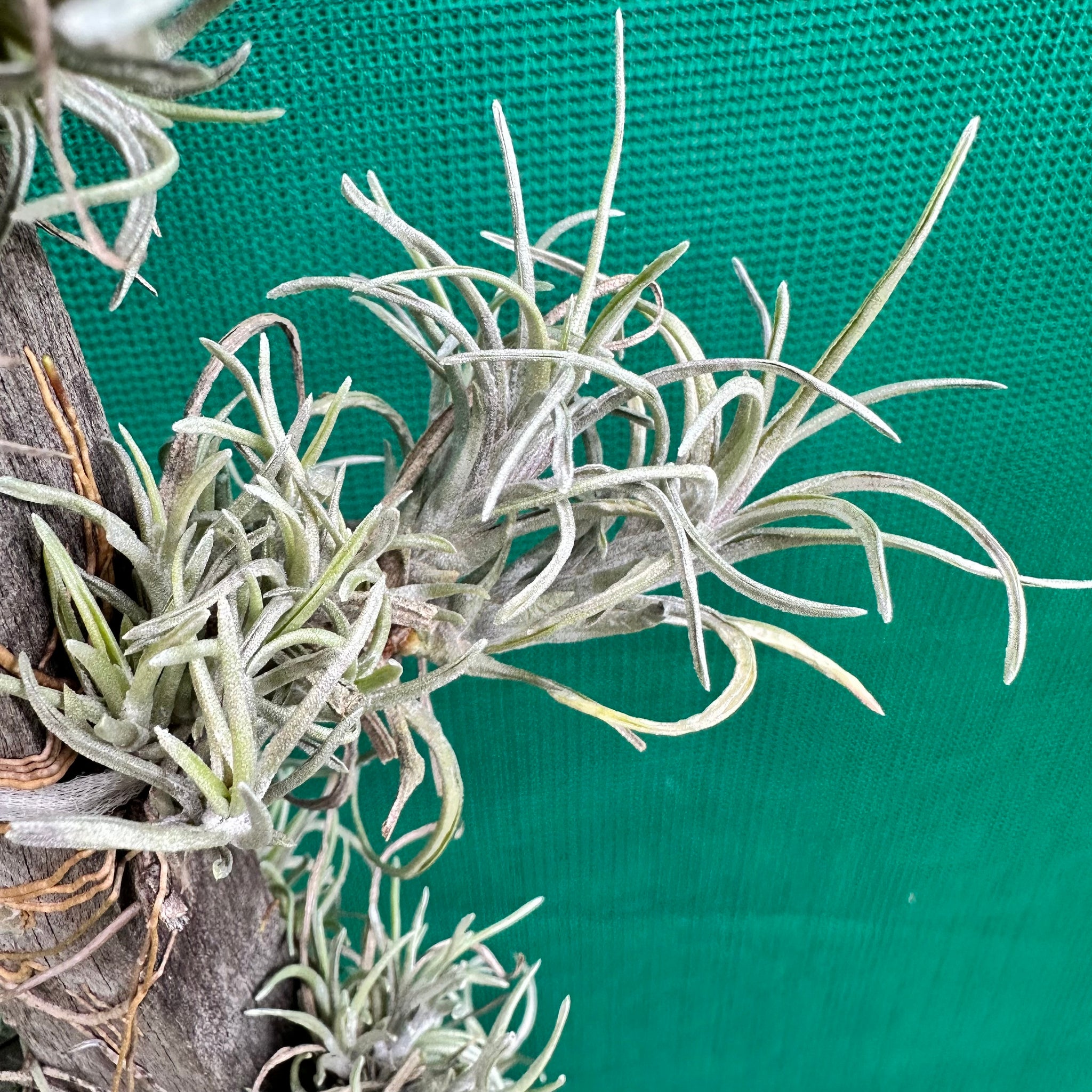 neglecta air plant Tillandsia - neglecta 'Dark Leaf' ex. PT