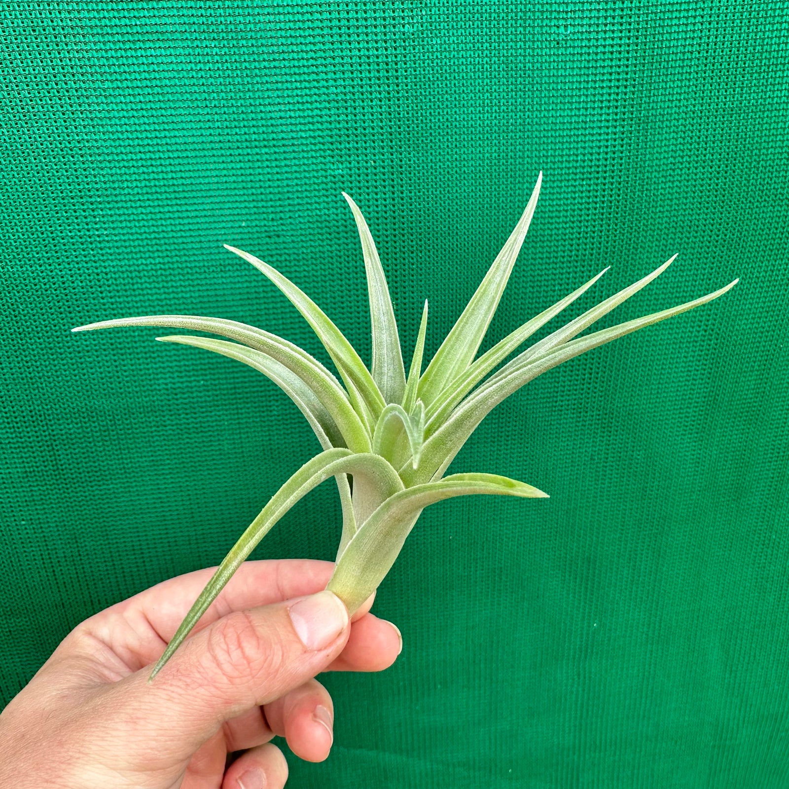 Tillandsia - edithae ‘Green Form’ ex. PT
