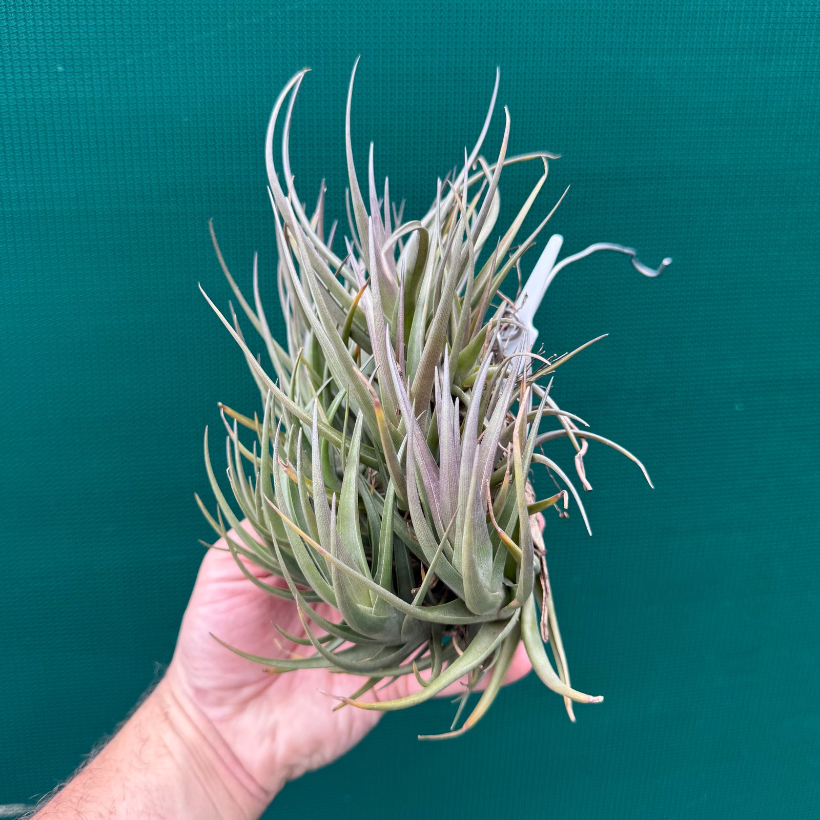 Tillandsia - polzii (Mature Clump) NEW