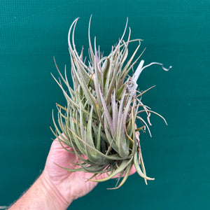 Tillandsia - polzii (Mature Clump) NEW