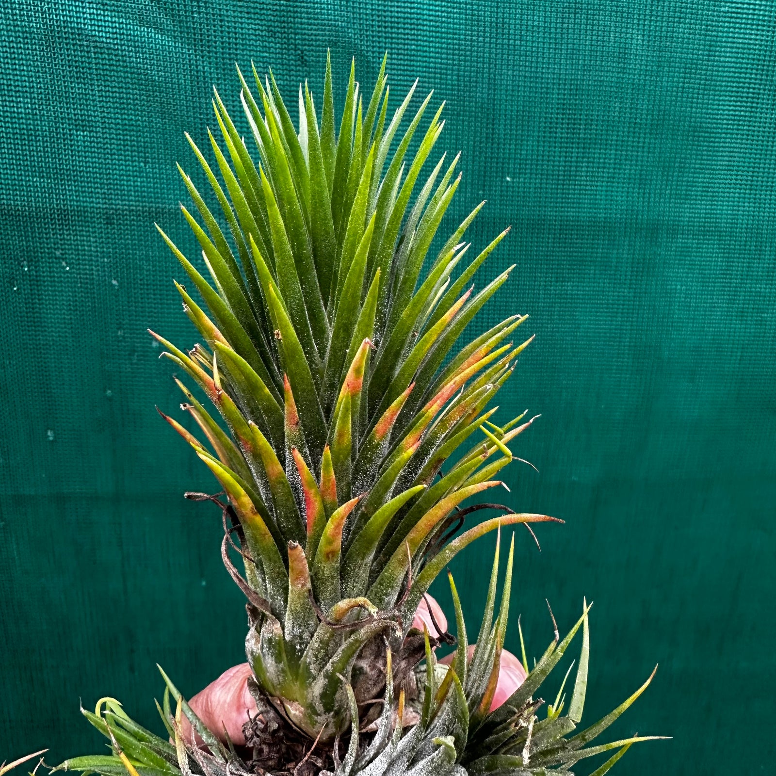 Tillandsia - ionantha 'Large Form' ex. NR