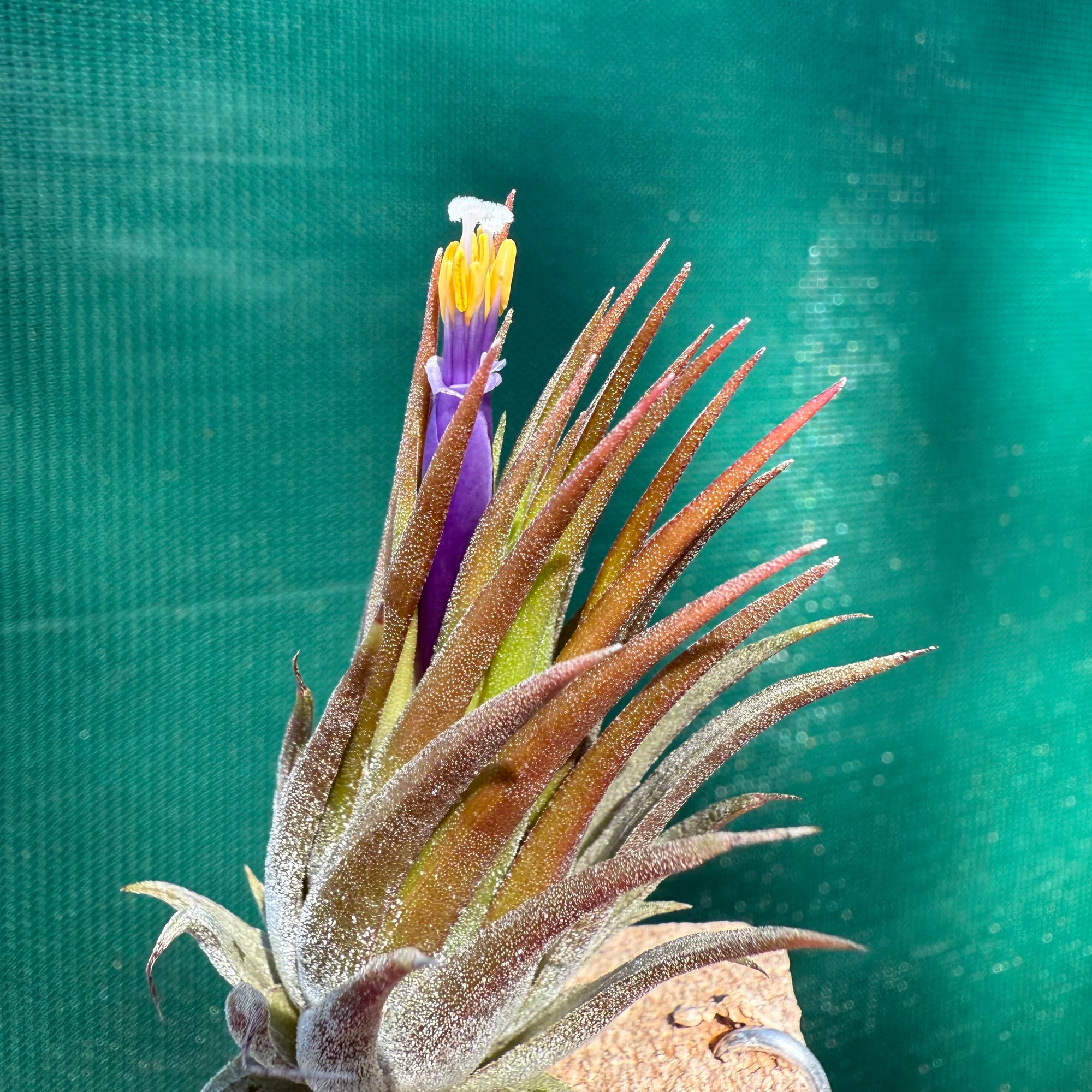 Tillandsia - ionantha 'Peanut' ex. Bak - Air Plant Decor
