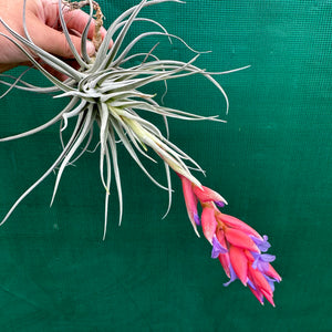 Tillandsia - Leon