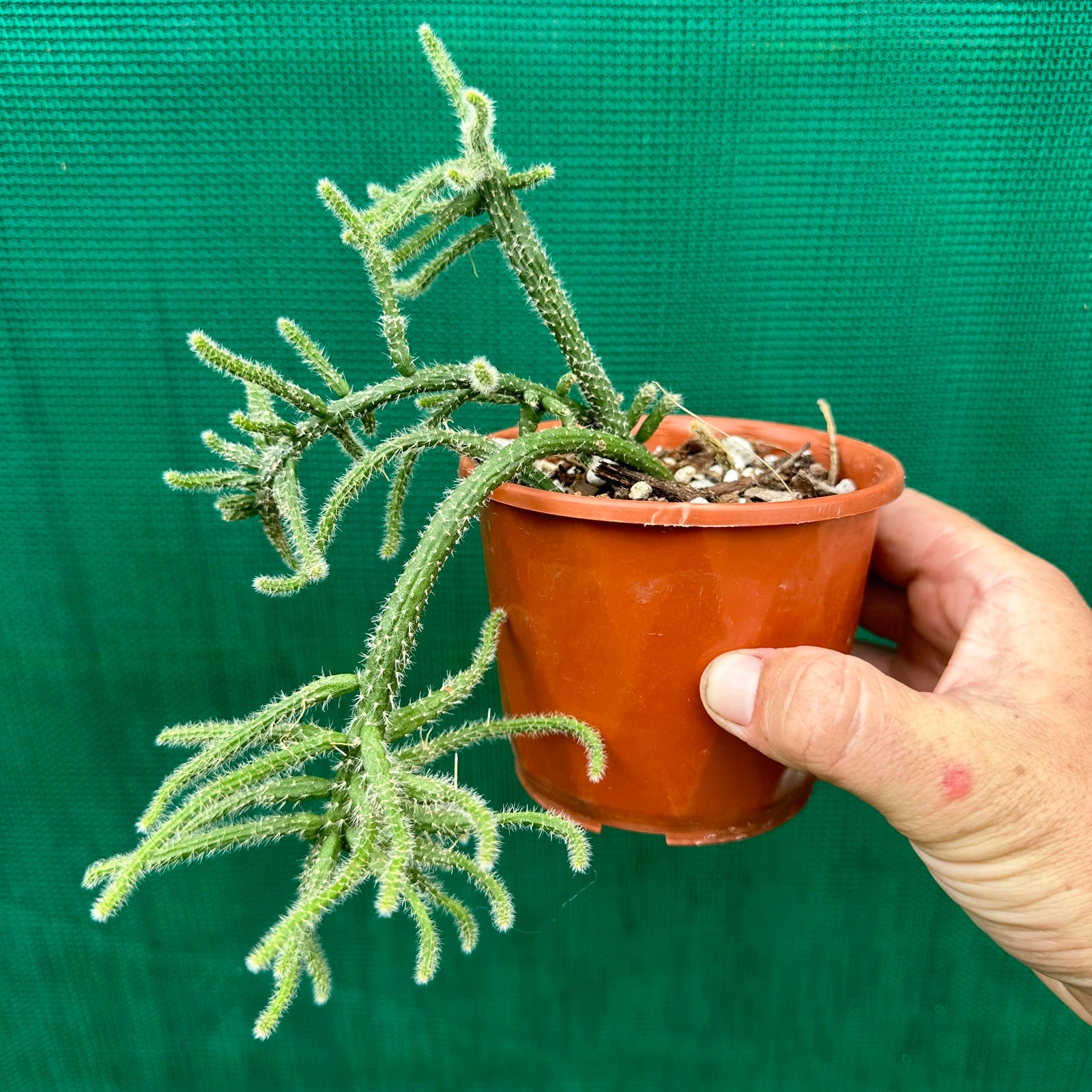 Rhipsalis baccifera f. Corraloides