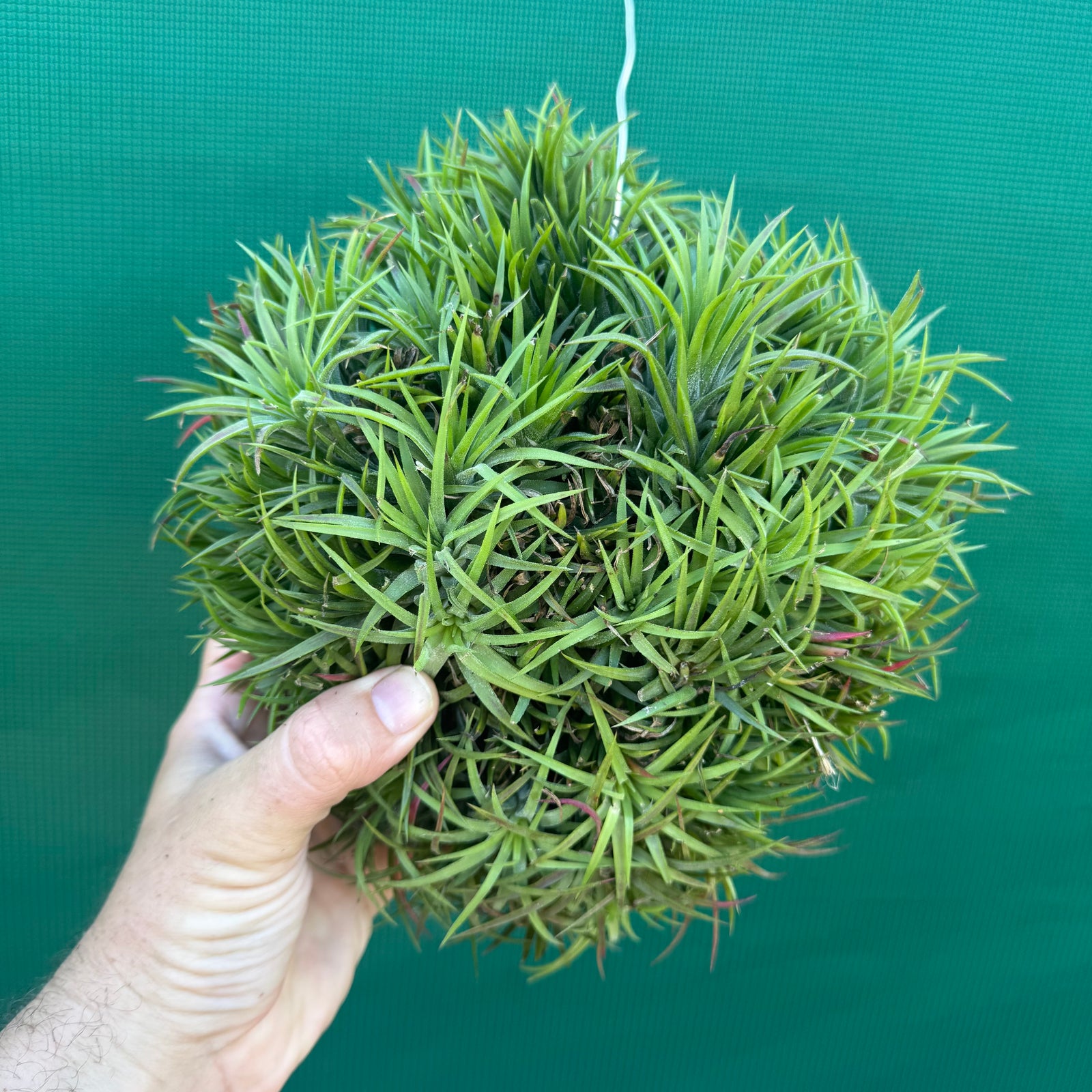 Tillandsia ionantha ‘BOE1590’ ex. PT (Mature Clump)