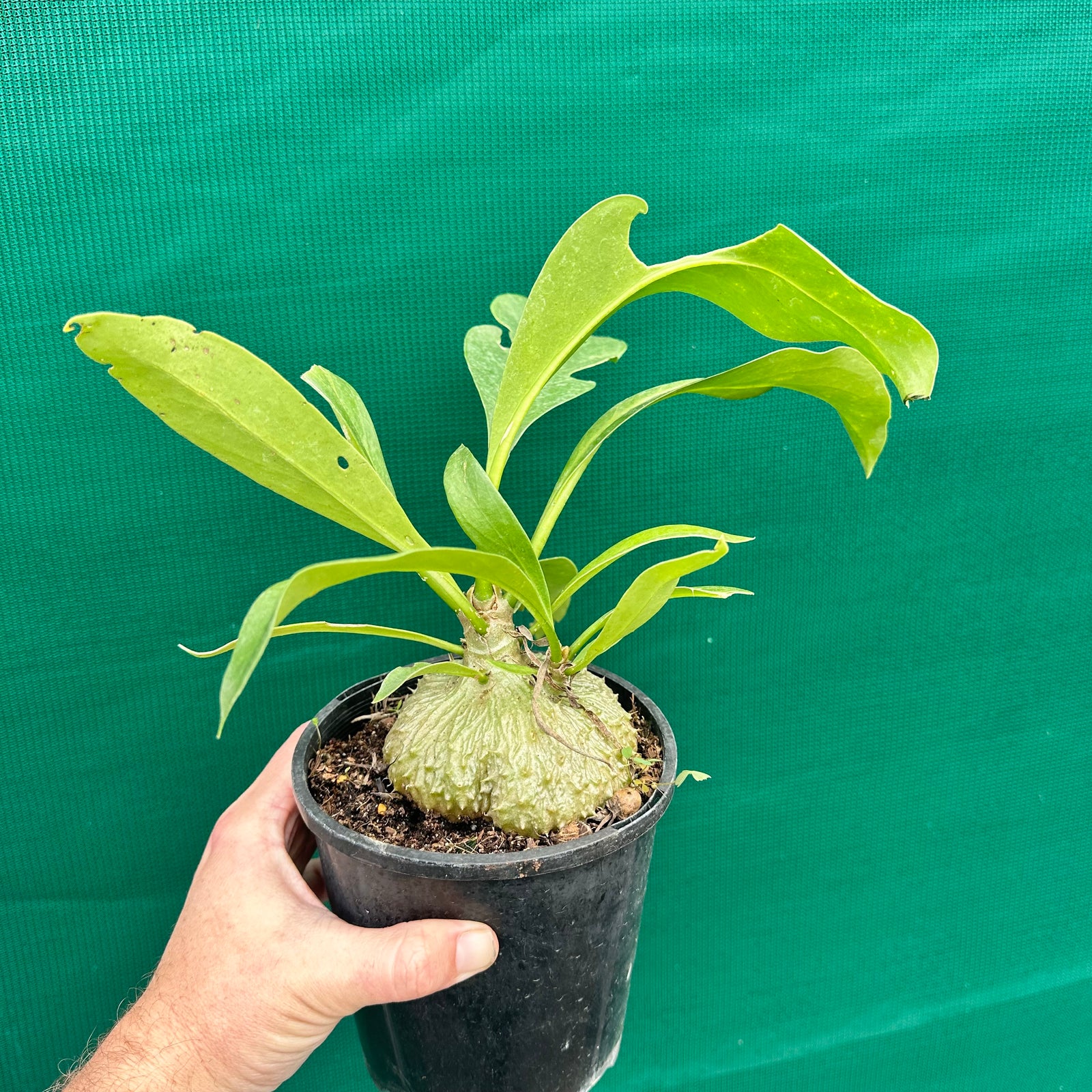 Ant Plant - Myrmecodia beccarii