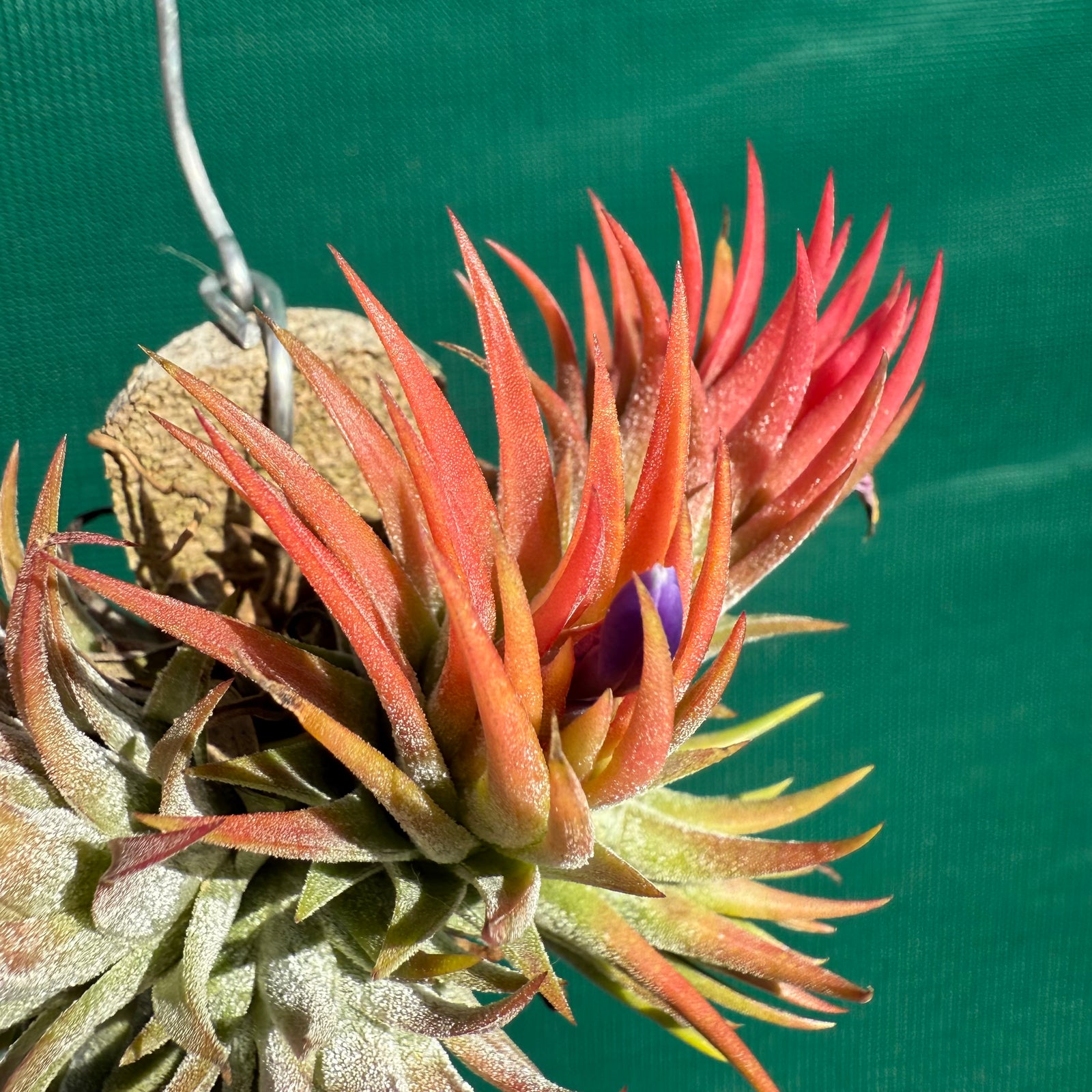 Tillandsia - ionantha 'BOE1591' ex. BD NEW