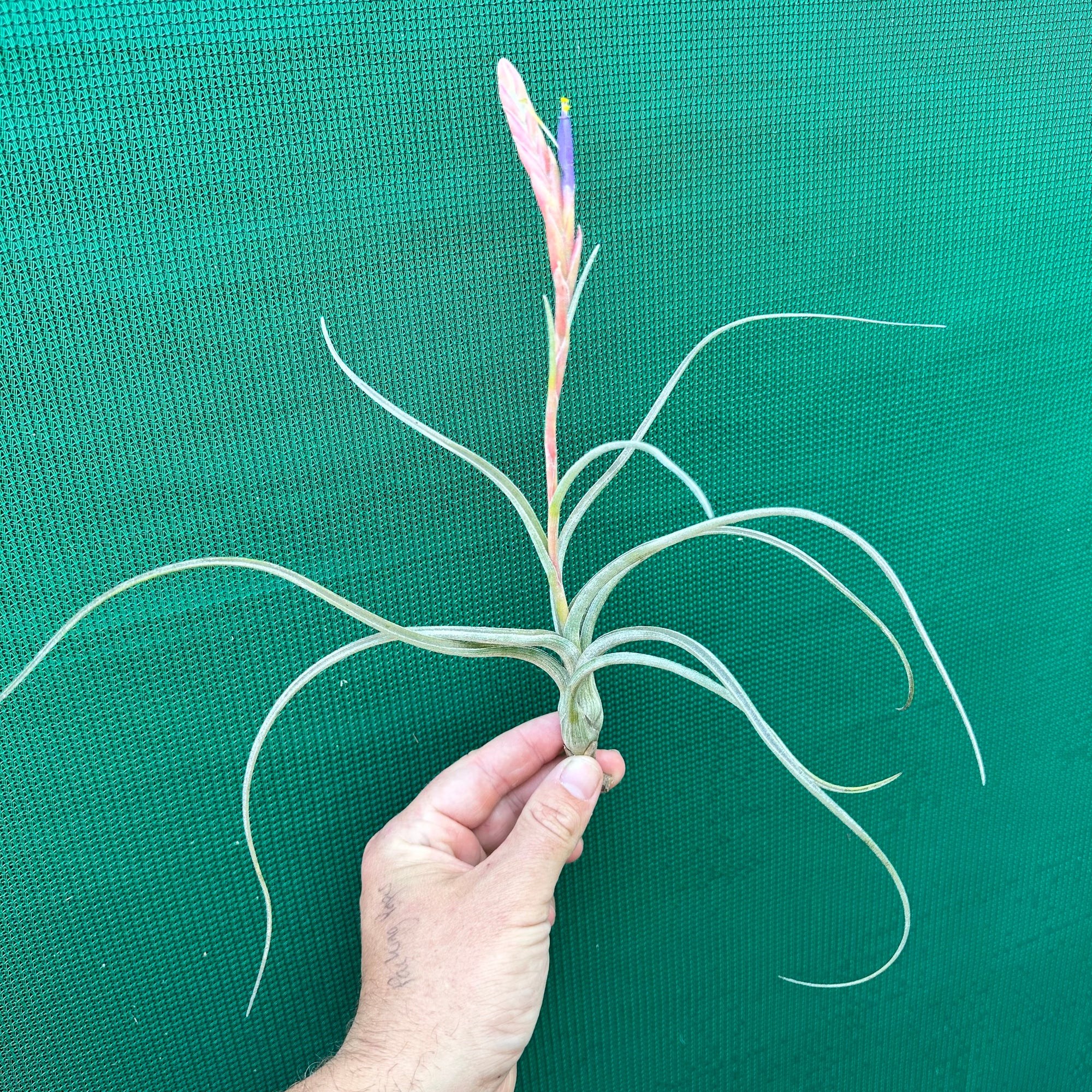 baileyi air plant Tillandsia - baileyi