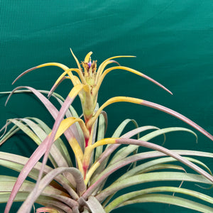 Tillandsia - capitata ‘Purple & Yellow Mex’ ex. PT NEW