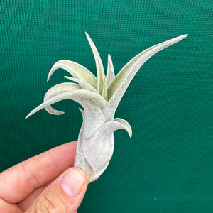 Tillandsia - Como ex. GK