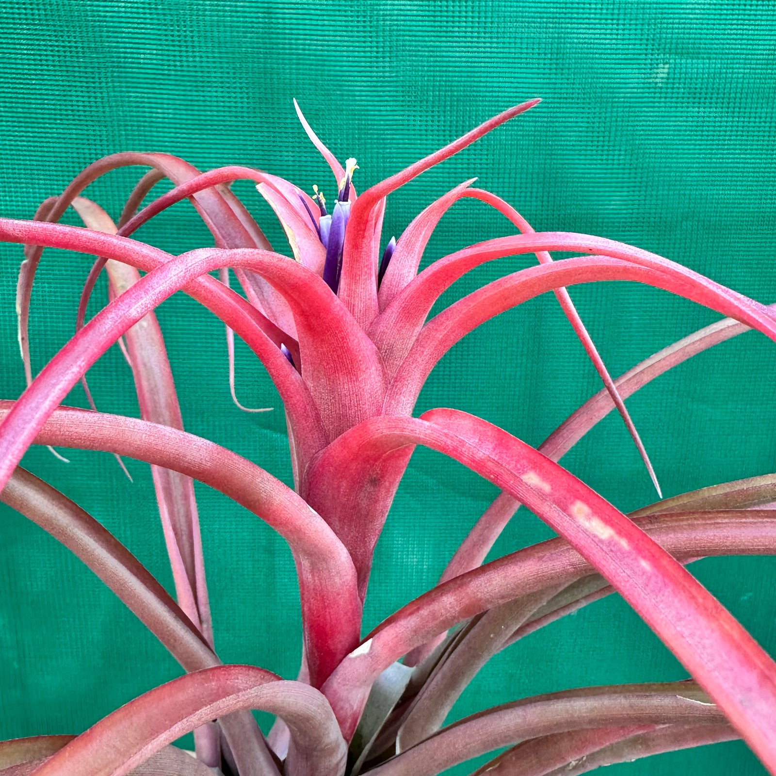 Tillandsia - capitata ‘Pink’ ex. NR
