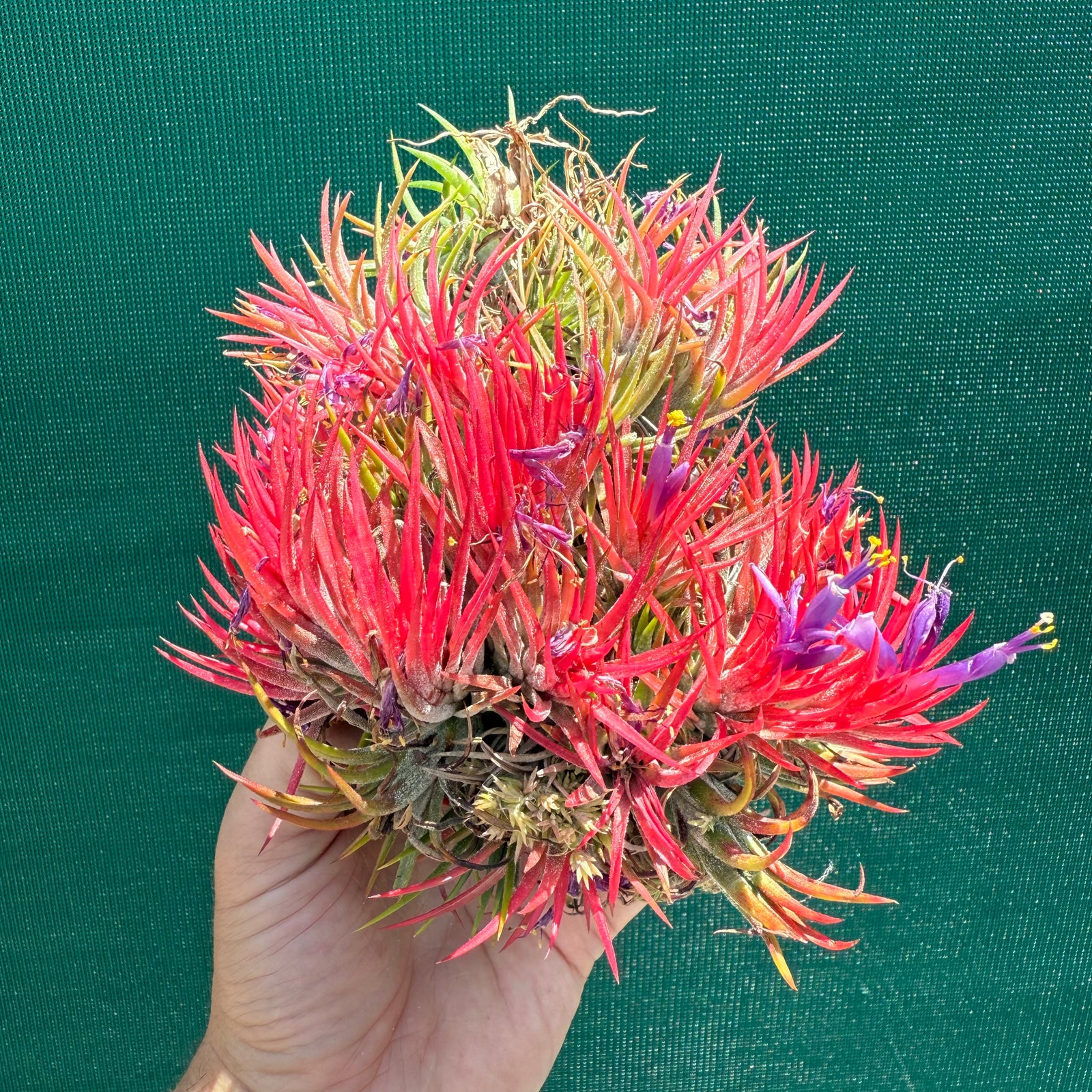 Tillandsia ionantha 'Honduras’ ex. Tropiflora (Mature Clump) NEW