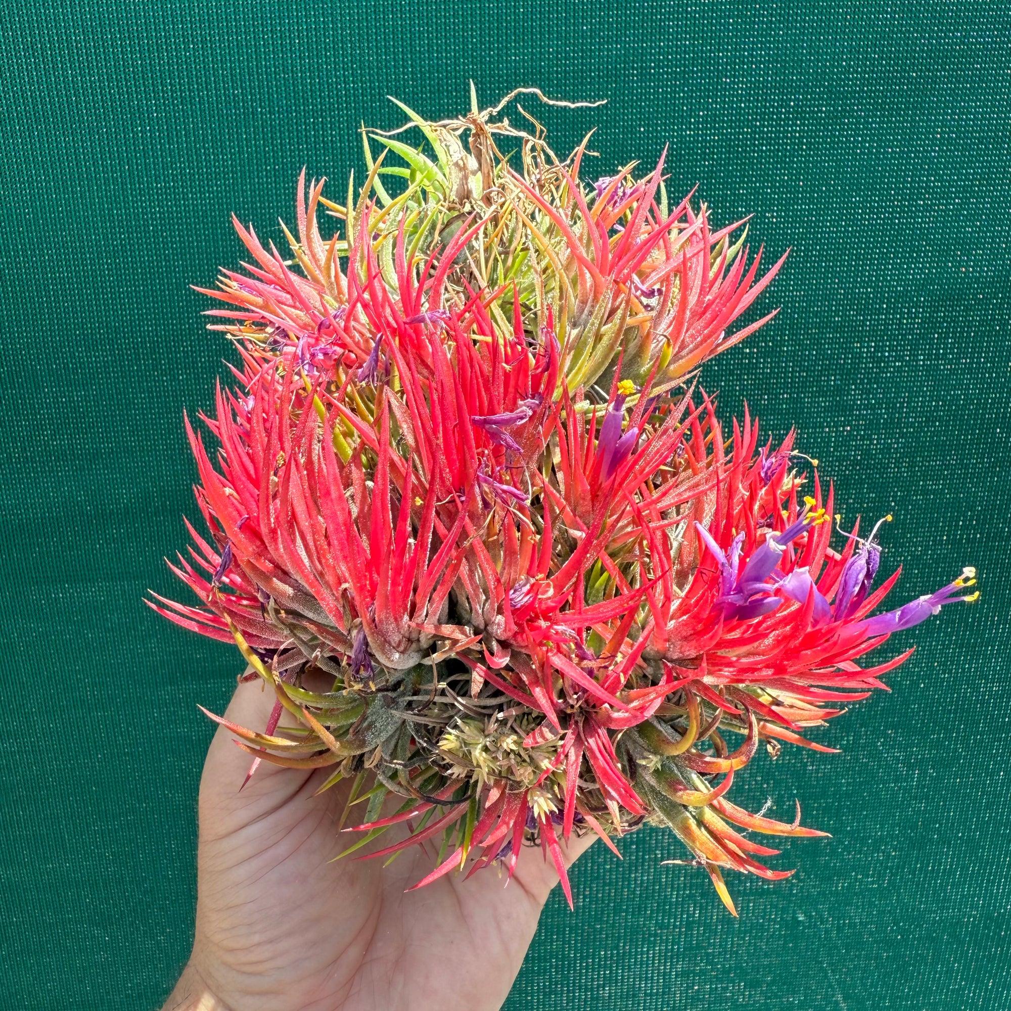 Tillandsia ionantha 'Honduras’ ex. Tropiflora (Mature Clump) NEW