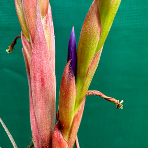 Tillandsia - x smalliana