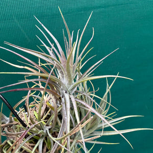 Tillandsia - tenuifolia ‘Amethyst’ x stricta ex. Holm NEW