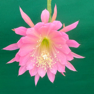 Epi. Hybrid Farewell EH69