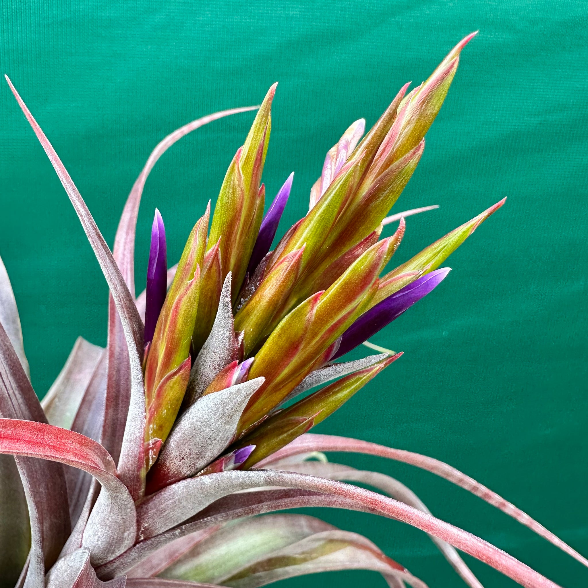victoriana air plant Tillandsia - rothii x capitata ex. HN NEW