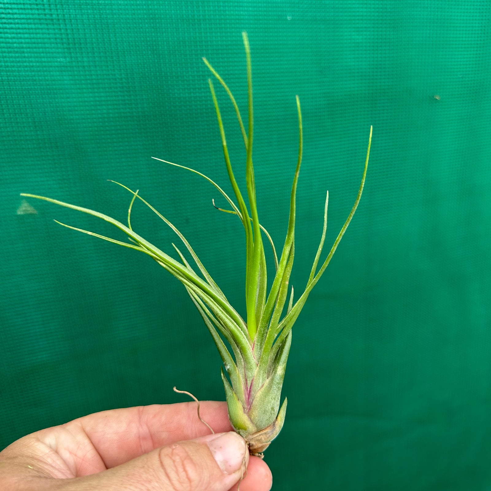 Tillandsia - First Born ex. GA