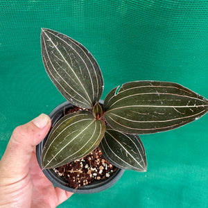 Jewel Orchid - Ludisia discolor NEW