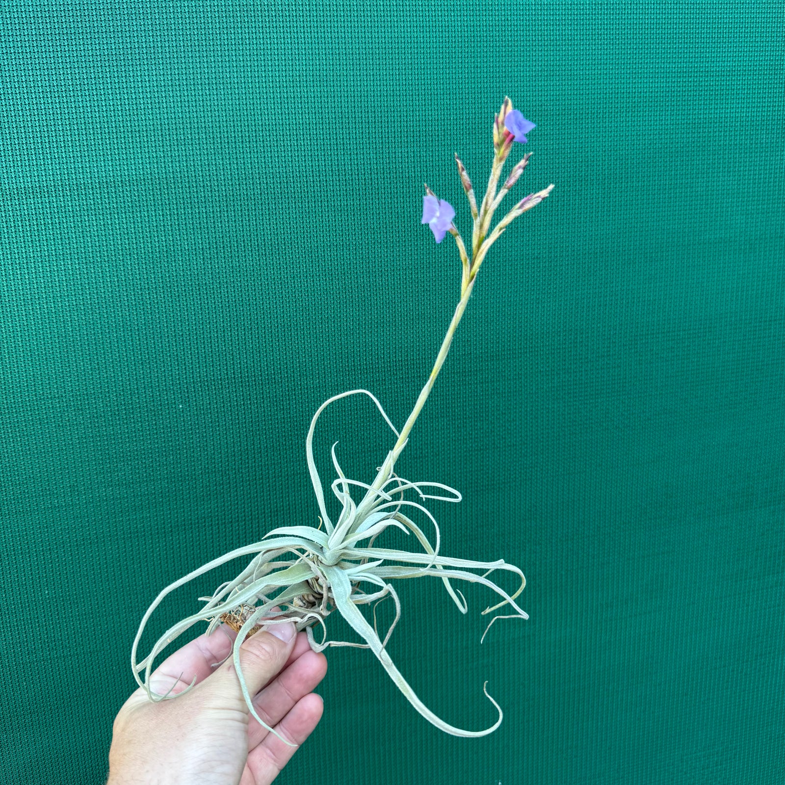 Tillandsia streptocarpa ‘Bak’ NEW
