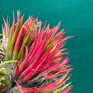 Tillandsia ionantha ‘Fuego’ ex. NR (Mature Clump) NEW