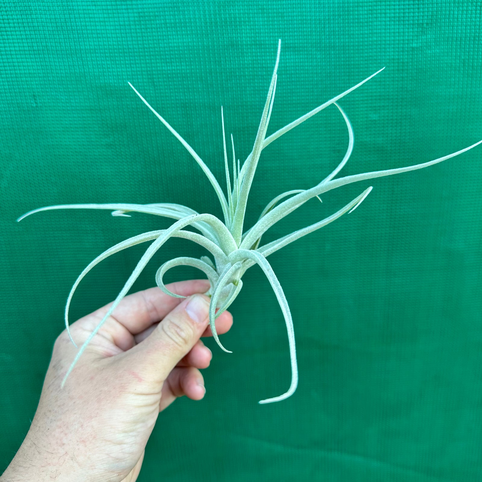 Tillandsia - aeranthos ‘Silver’
