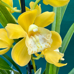 Orchid - Cymbidium ‘Tracet Reddaway Sungold’