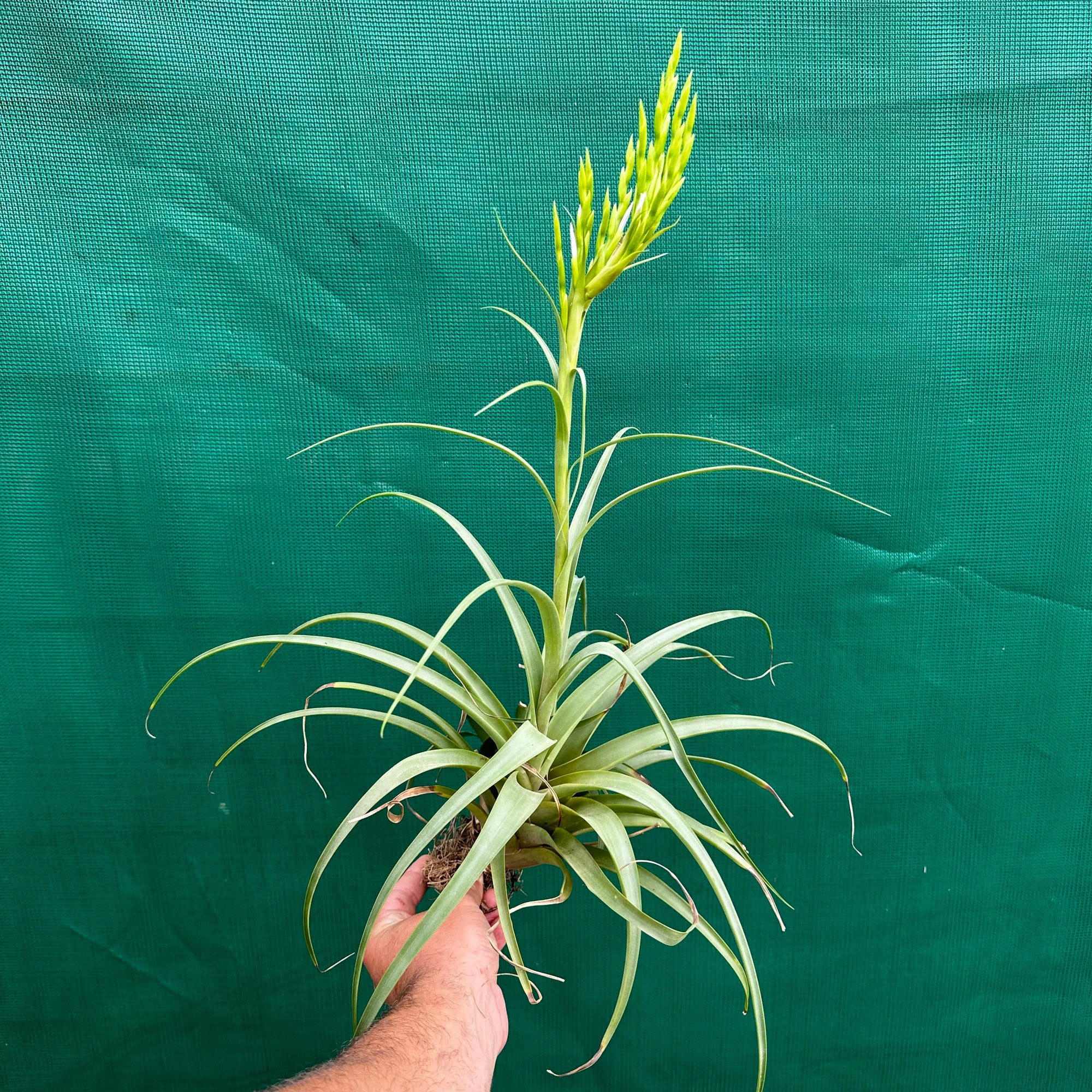 Tillandsia - polystachia ex. OM