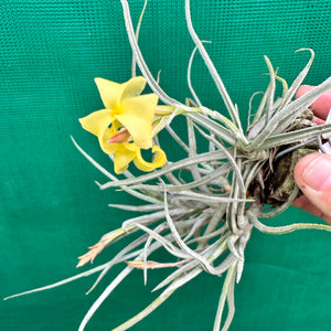 Tillandsia - streptocarpa x crocata (Fragrant)