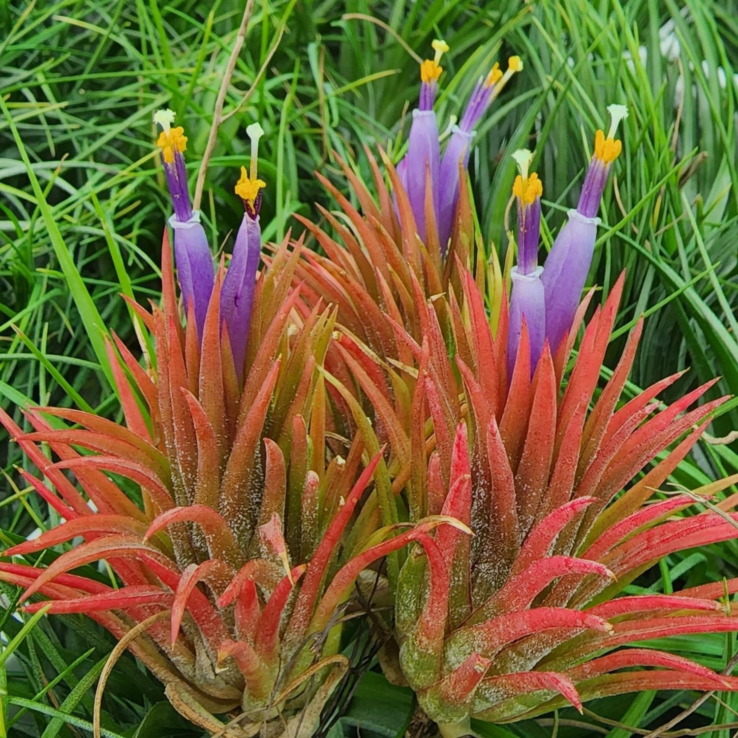 Tillandsia Ionantha Mexican Zebra 速達発送 Tillandsia Ionantha
