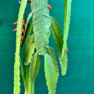 Lepismium monacanthum ssp. Espinosa