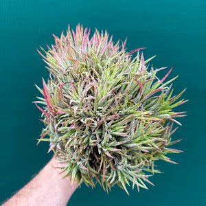 Tillandsia ionantha ‘BOE1593’ (Mature Clump) NEW