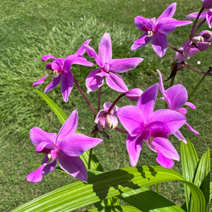 Spathoglottis plicata