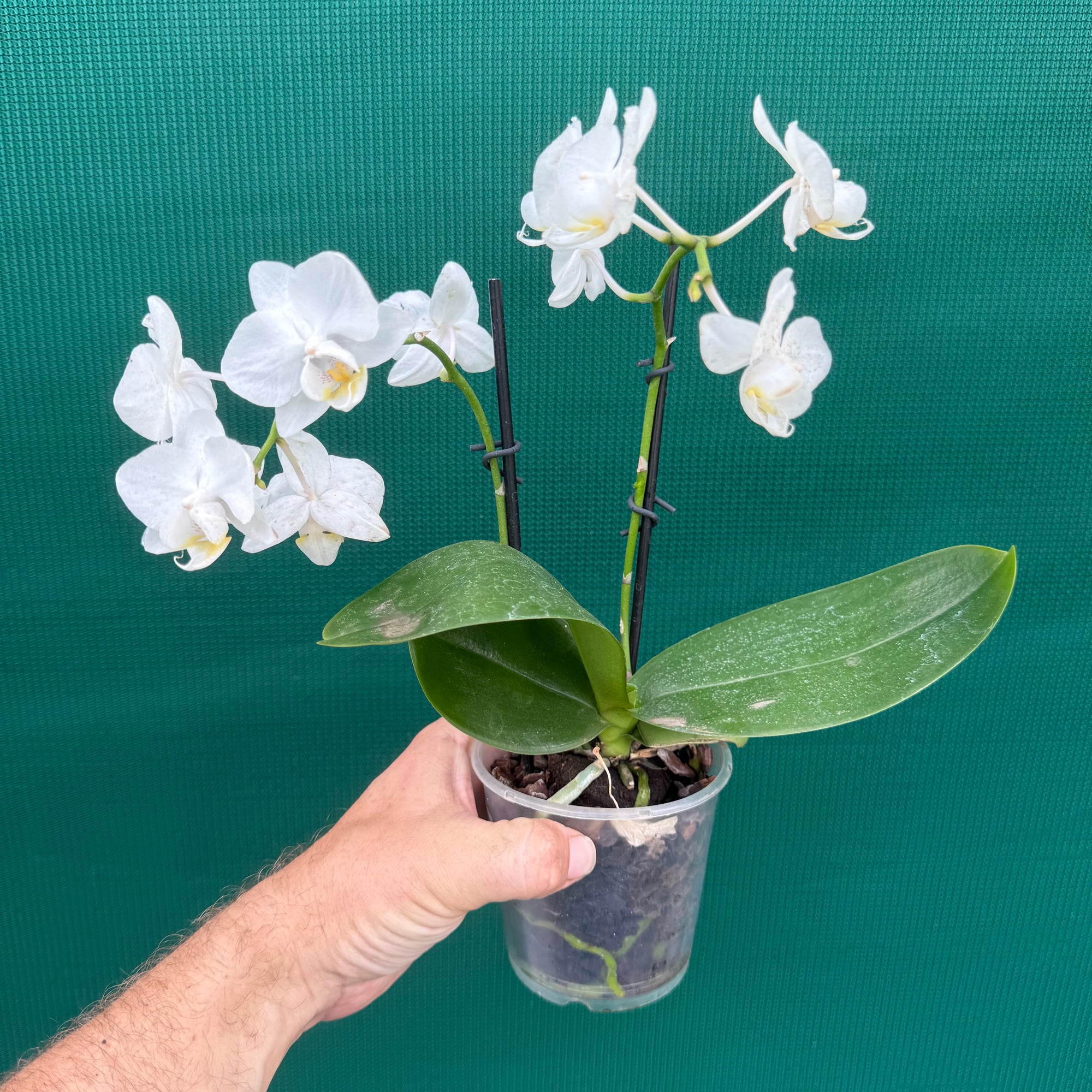 Phalaenopsis ‘Small White’ NEW