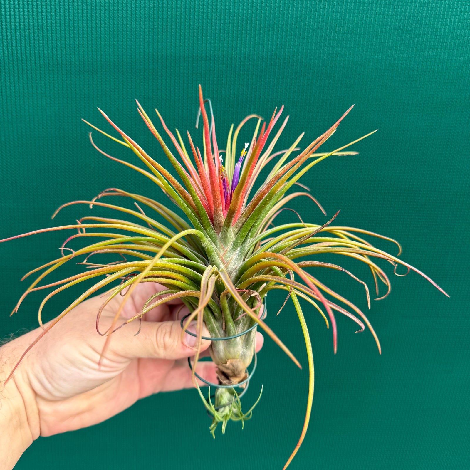 Tillandsia - ionantha x bulbosa ex. BG