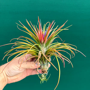 Tillandsia - ionantha x bulbosa ex. BG
