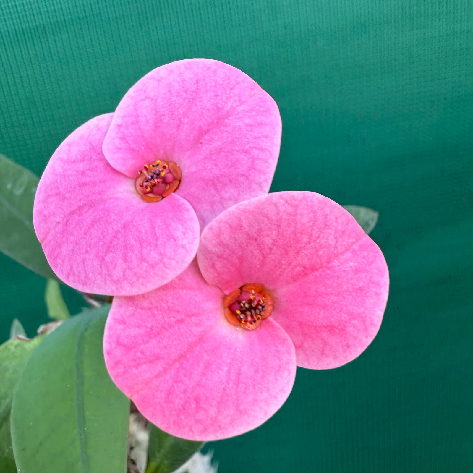 Poysean - Euphorbia P058