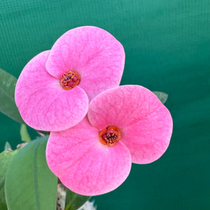 Poysean - Euphorbia P058