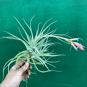 Tillandsia - Leon ‘Pink Bract’ ex. PT NEW