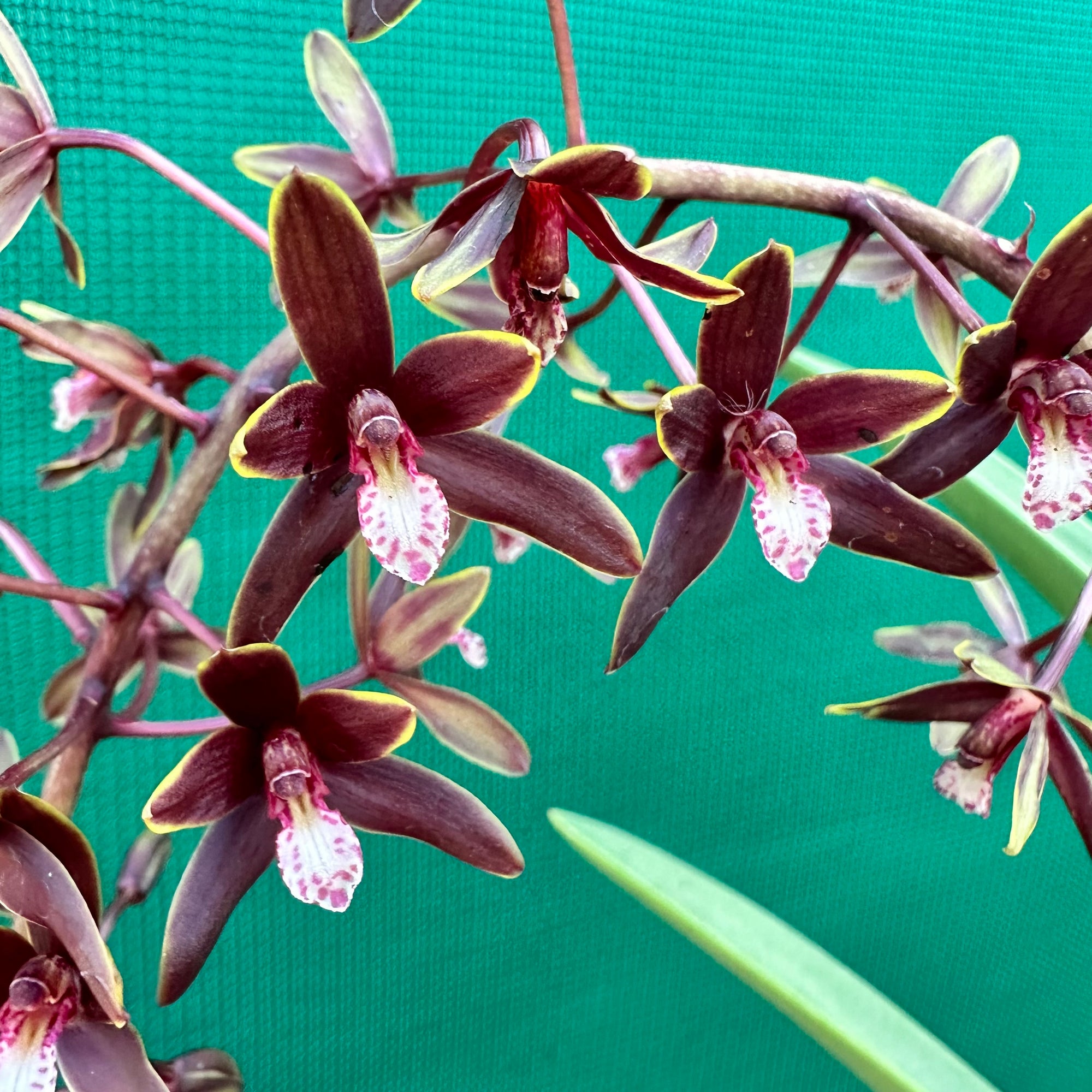 Orchid - Cymbidium canaliculatum f. sparkesii NEW