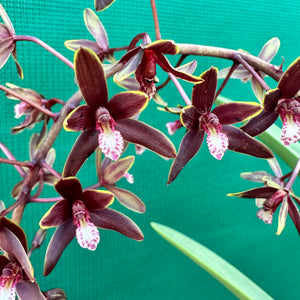Orchid - Cymbidium canaliculatum f. sparkesii NEW