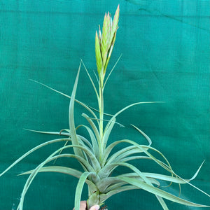 Tillandsia - sp. Mexico Semicaulescent ex. LK