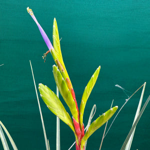 Tillandsia - aff. botterii ex PT NEW