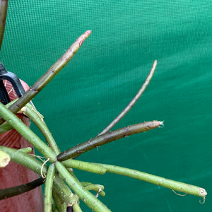 Rhipsalis crythrocarpa ‘Red Coral’ - R41